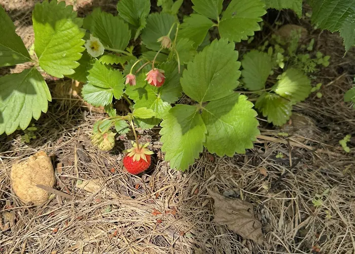 L'epicerie De 別荘 *